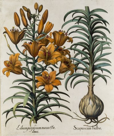 Lilium Purpureum Mauis Do Danei and Scapus cum Bulbo, Engraved by German School by Basilius Besler